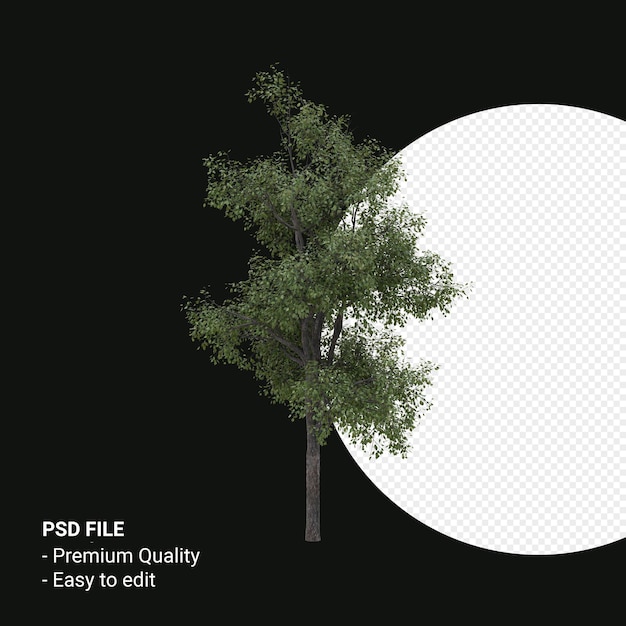 Celtis Occidentalis Junger Baum 3D-Render isoliert auf transparentem Hintergrund