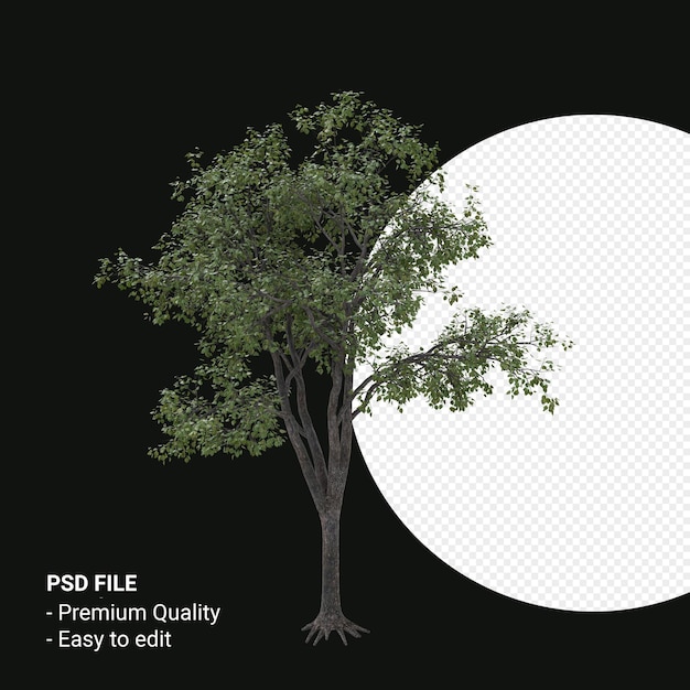 Celtis Occidentalis Junger Baum 3D-Render isoliert auf transparentem Hintergrund
