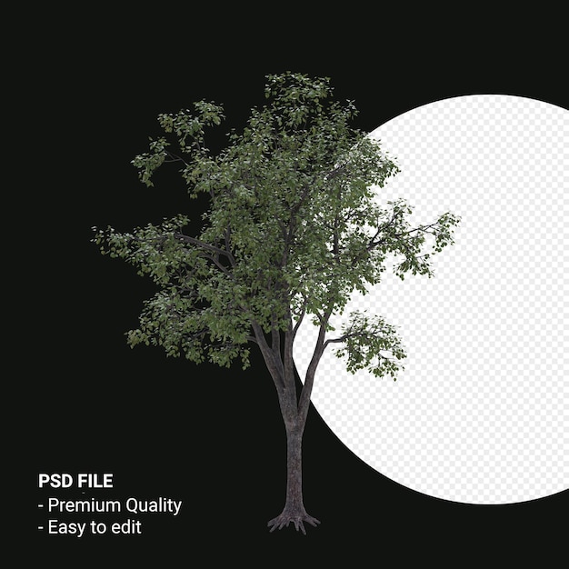 Celtis Occidentalis Junger Baum 3D-Render isoliert auf transparentem Hintergrund