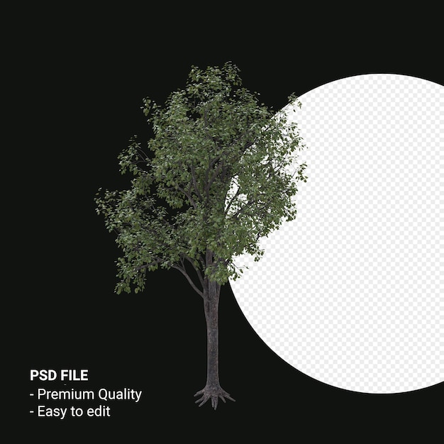 Celtis Occidentalis Junger Baum 3D-Render isoliert auf transparentem Hintergrund