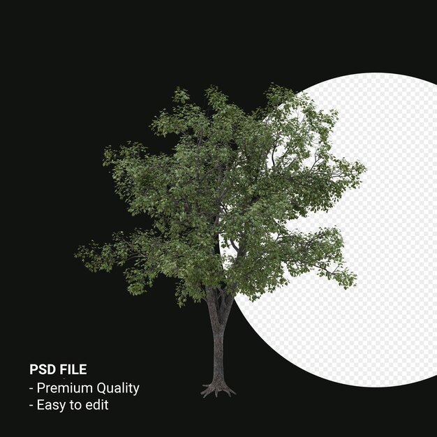 Celtis Occidentalis Junger Baum 3D-Render isoliert auf transparentem Hintergrund