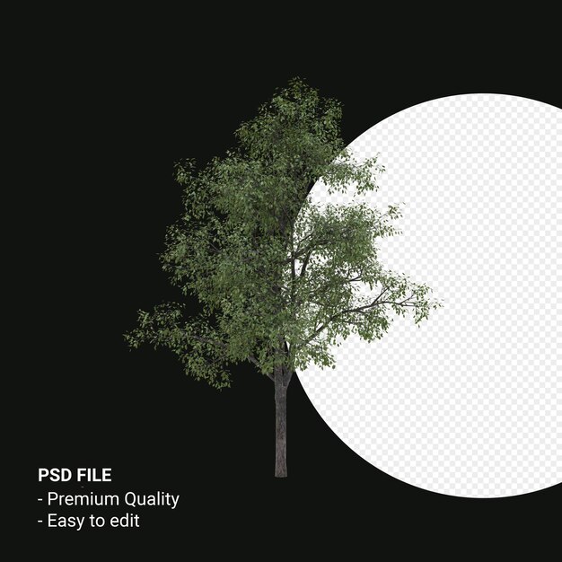 Celtis Occidentalis Junger Baum 3D-Render isoliert auf transparentem Hintergrund