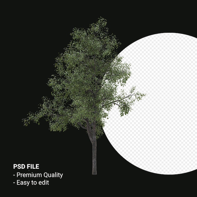 Celtis Occidentalis Junger Baum 3D-Render isoliert auf transparentem Hintergrund