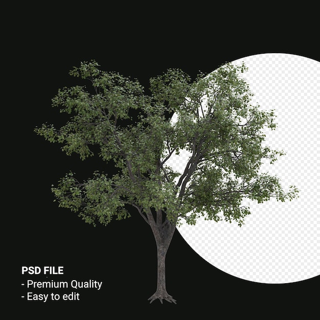 Celtis Occidentalis Junger Baum 3D-Render isoliert auf transparentem Hintergrund