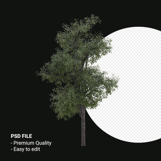 Celtis Occidentalis Junger Baum 3D-Render isoliert auf transparentem Hintergrund
