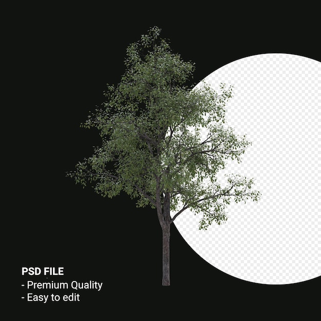 Celtis Occidentalis Junger Baum 3D-Render isoliert auf transparentem Hintergrund