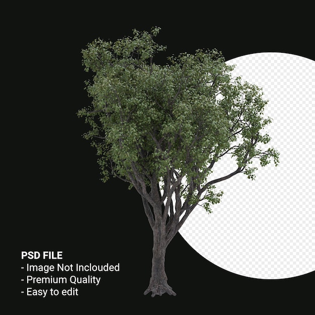 Celtis Occidentalis o Hackberry tree 3d render aislado sobre fondo transparente