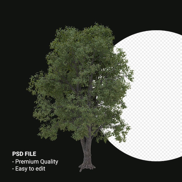 Celtis occidentalis o hackberry tree 3d render aislado sobre fondo transparente