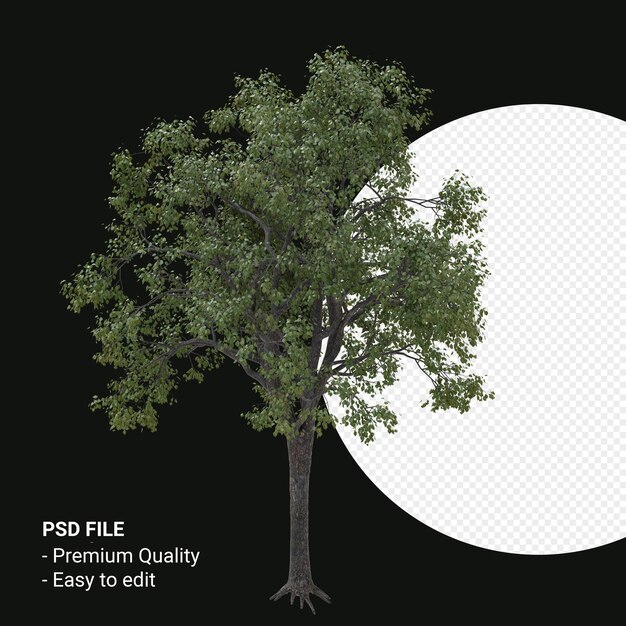 Celtis occidentalis o hackberry tree 3d render aislado sobre fondo transparente