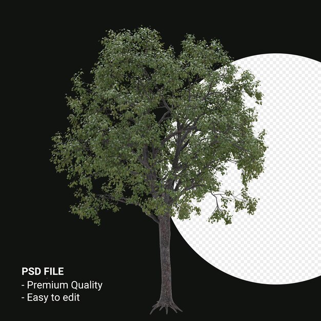 Celtis Occidentalis o Hackberry tree 3d render aislado sobre fondo transparente