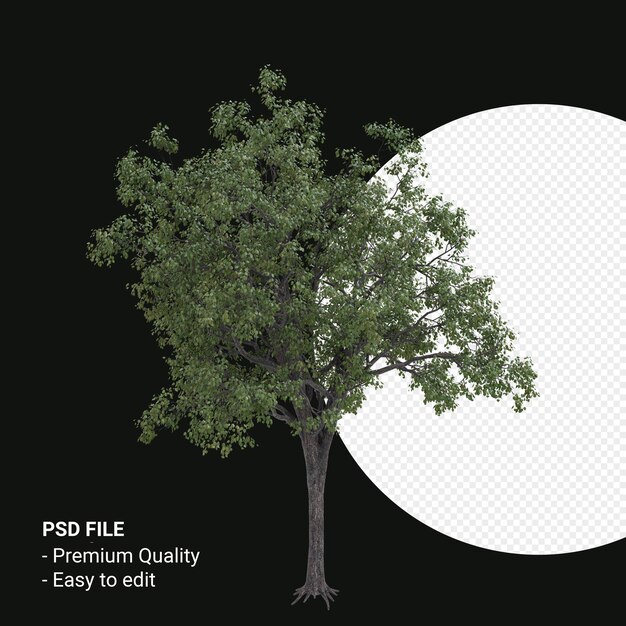 PSD celtis occidentalis o hackberry tree 3d render aislado sobre fondo transparente