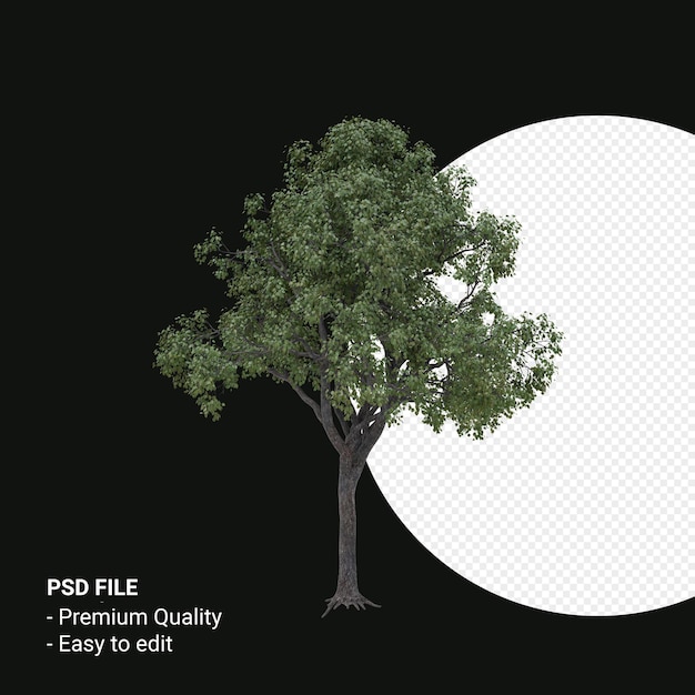 Celtis Occidentalis o Hackberry tree 3D render isolato su sfondo trasparente