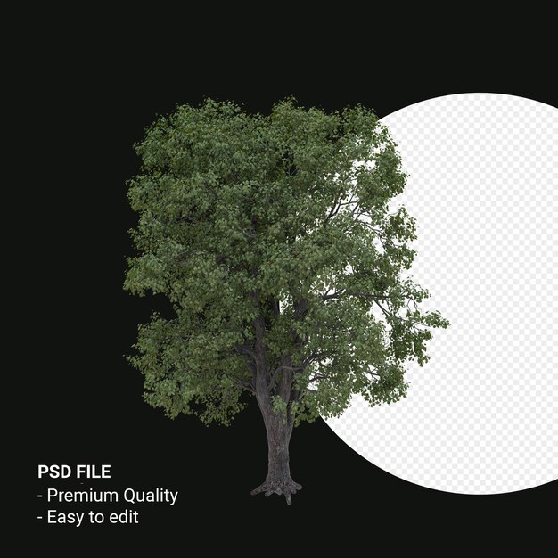 Celtis Occidentalis o Hackberry tree 3d render isolato su sfondo trasparente