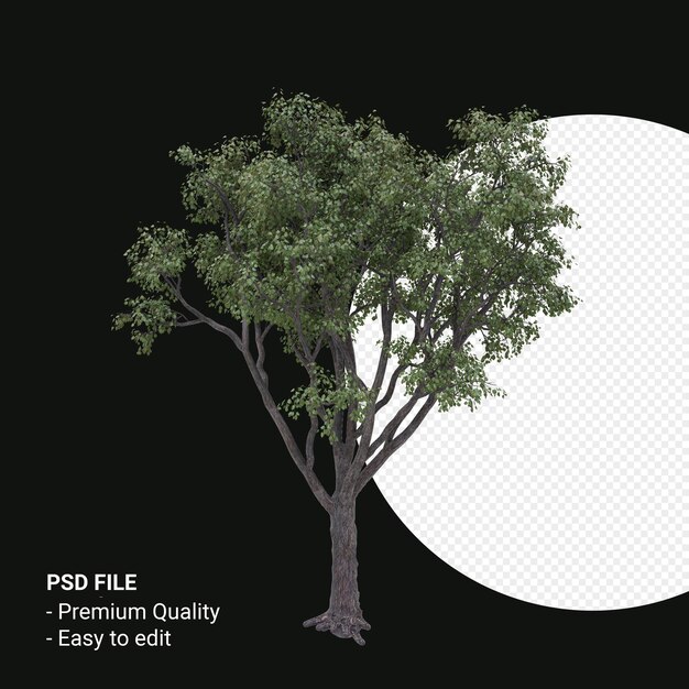 Celtis Occidentalis o Hackberry tree 3d render isolato su sfondo trasparente