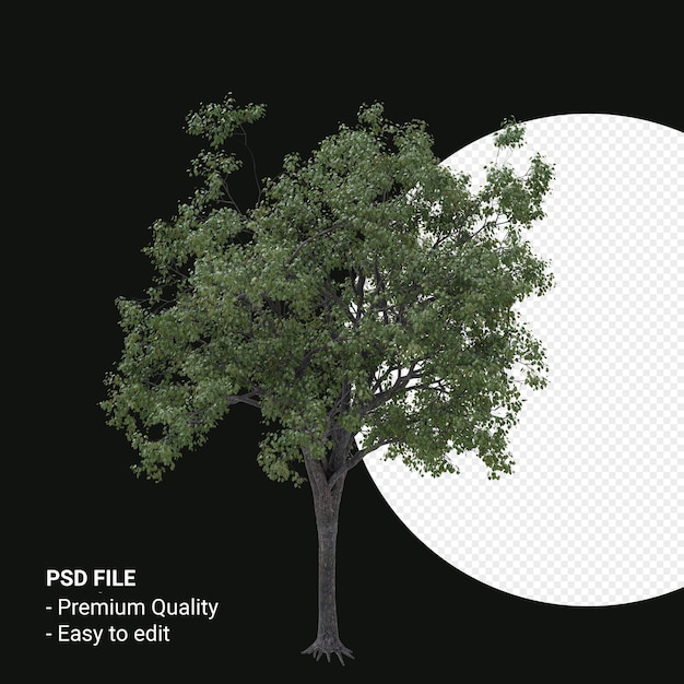celtis occidentalis or hackberry tree 3d render isolated on transparent background
