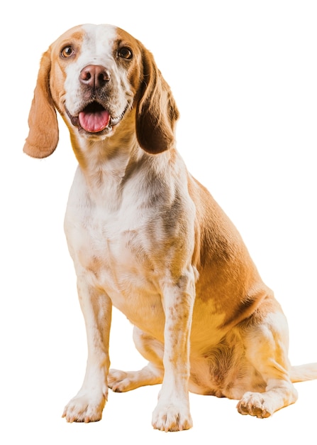 Cena com um adorável cão de estimação castanho e branco