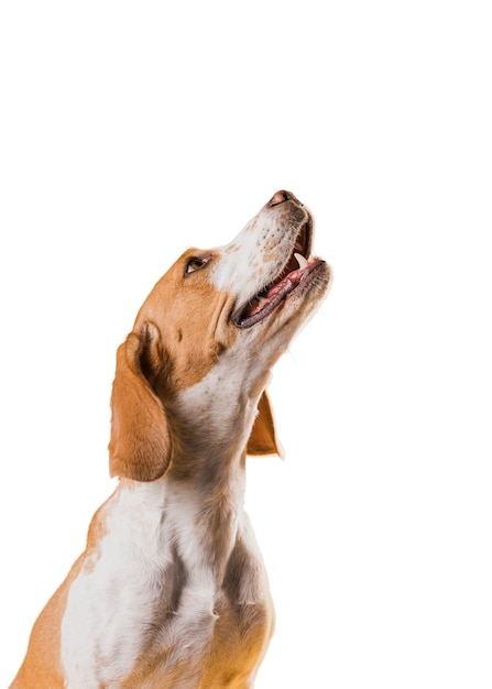 Cena com um adorável cão de estimação castanho e branco