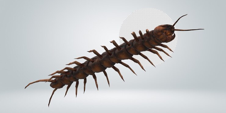 PSD centipede isolated on a transparent background