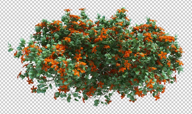 Cepille el árbol con flores