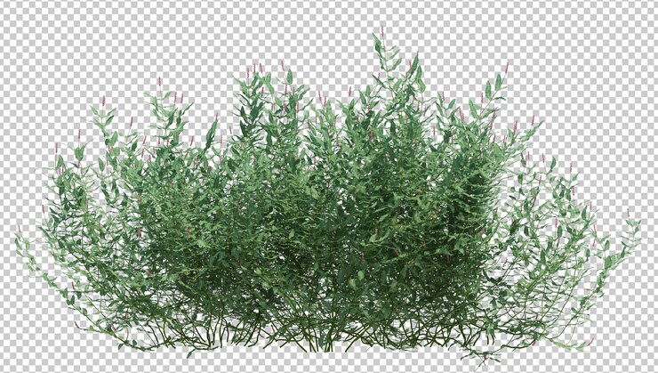 PSD cepillo árbol aislado
