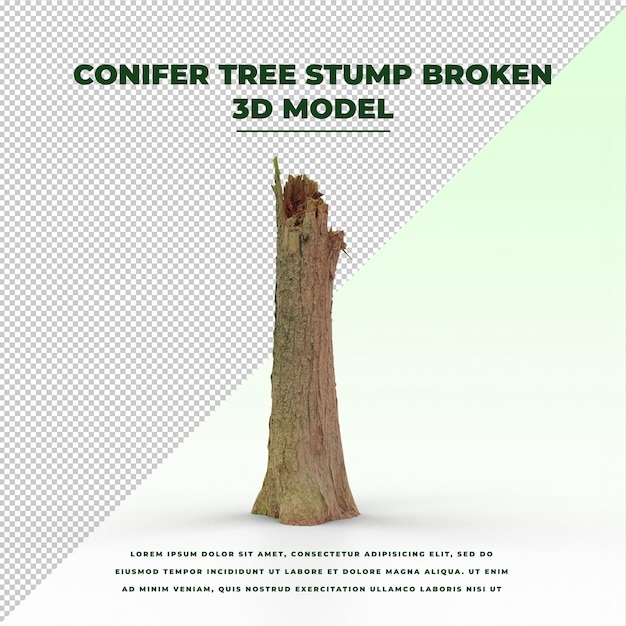 Ceppo di albero di conifere rotto
