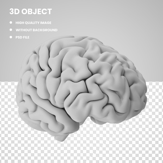 PSD cérebro humano 3d