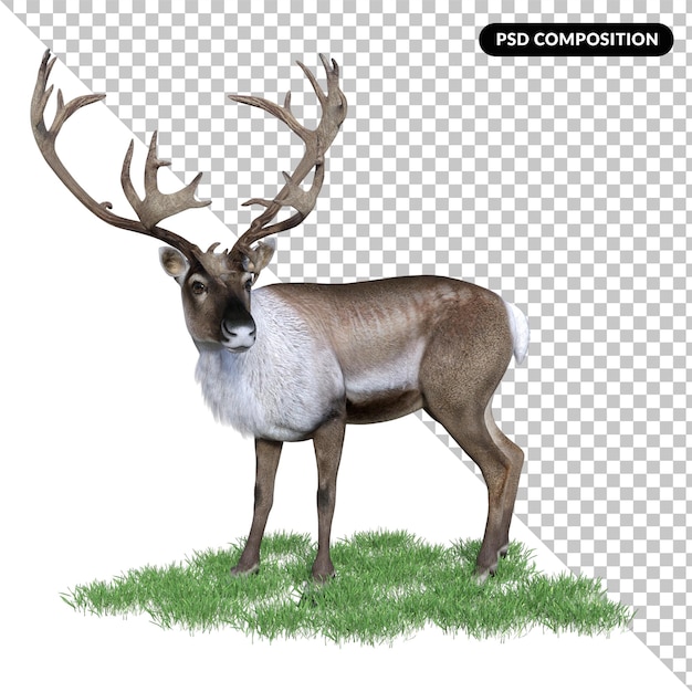 Cerf Cerf Isolé 3d