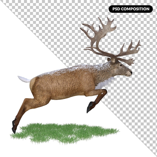 Cerf Cerf Rouge Animal Isolé 3d