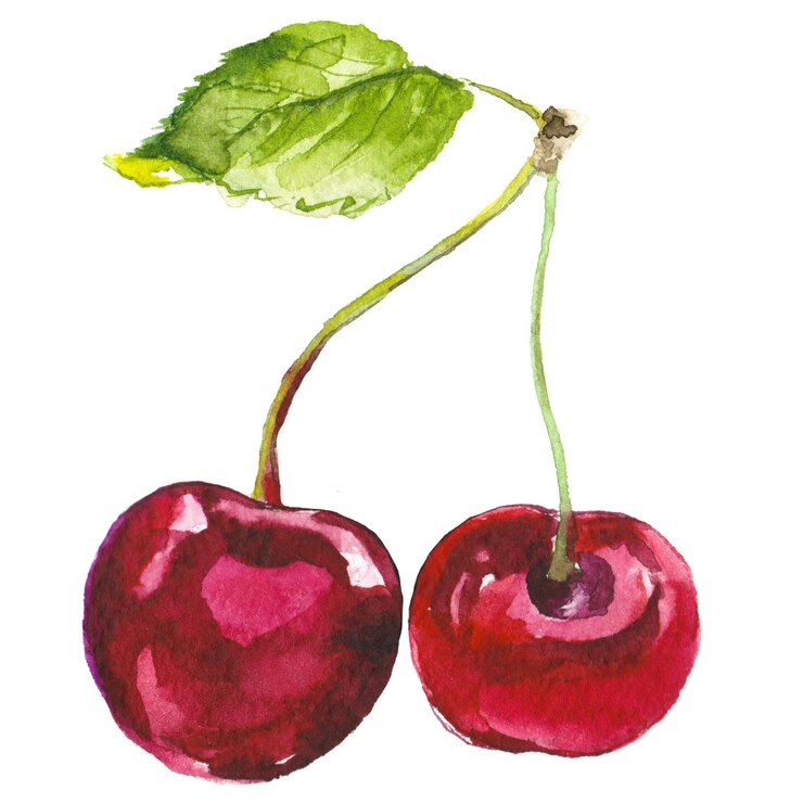 PSD cerise peinte à l'aquarelle éléments de conception d'aliments frais dessinés à la main isolés sur fond blanc