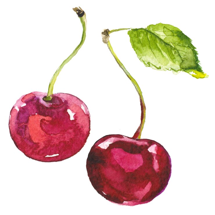 PSD cerise peinte à l'aquarelle éléments de conception d'aliments frais dessinés à la main isolés sur fond blanc