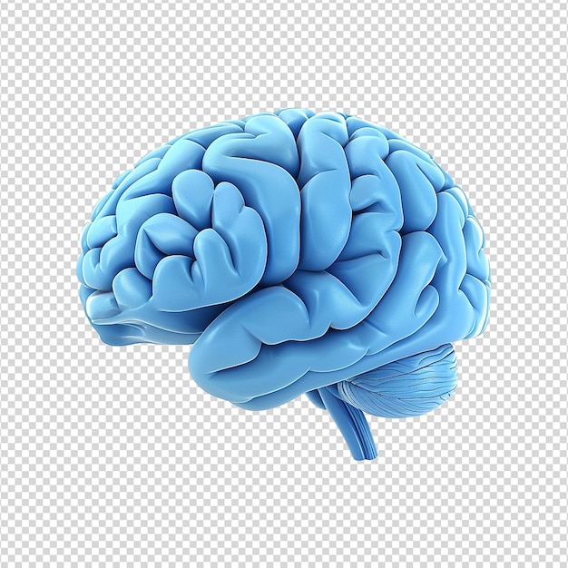 Un Cerveau Coloré Isolé Sur Un Fond Transparent Png