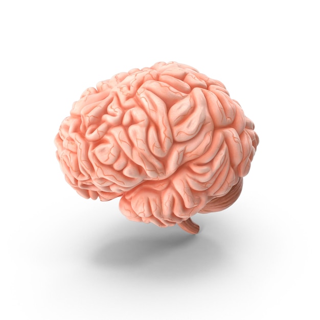 Le cerveau humain en 3D avec des détails réalistes Modèle médical de cerveau de haute qualité Neuroscience et anatomie