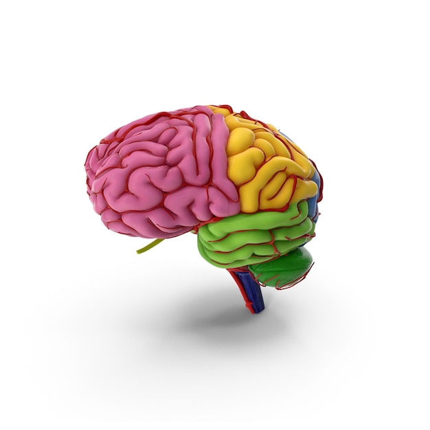 Le cerveau humain en 3D avec des détails réalistes Modèle médical de cerveau de haute qualité Neuroscience et anatomie