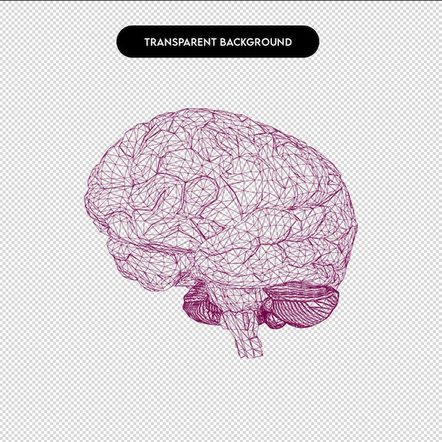 PSD cerveau humain dessiné à la main cerveau anatomie humaine biologie organes système corporel soins de santé et médecine cerveau
