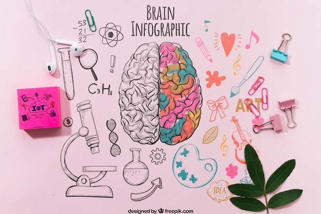 Cervello colorato infografica sul modello di tabella