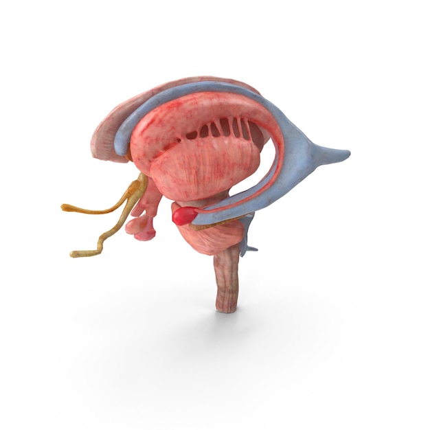 Cervello umano 3D con dettagli realistici Modello cerebrale medico di alta qualità Neuroscienza e anatomia