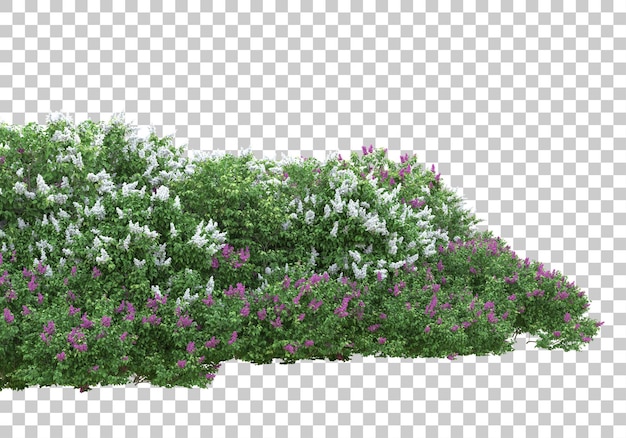 Césped de hierba en la ilustración de renderizado 3d de fondo transparente