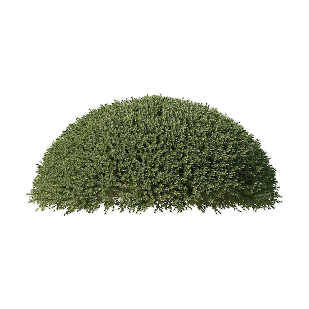 Cespuglio verde con fogliame denso