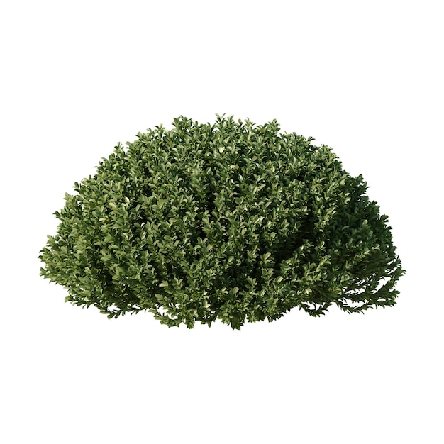 Cespuglio verde con fogliame denso