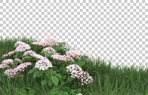 PSD champ de fleurs sur fond transparent. rendu 3d - illustration