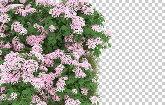 PSD champ d'herbe avec des fleurs sur fond transparent. rendu 3d - illustration