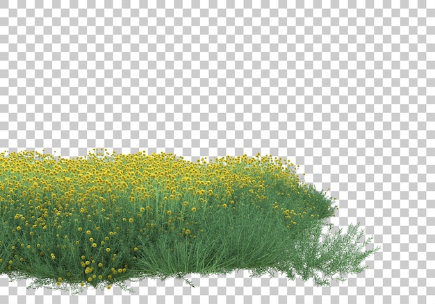 Champ D'herbe Sur Fond Transparent Illustration De Rendu 3d