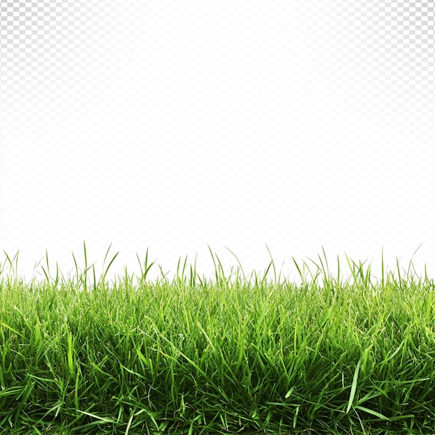 un champ d'herbe verte