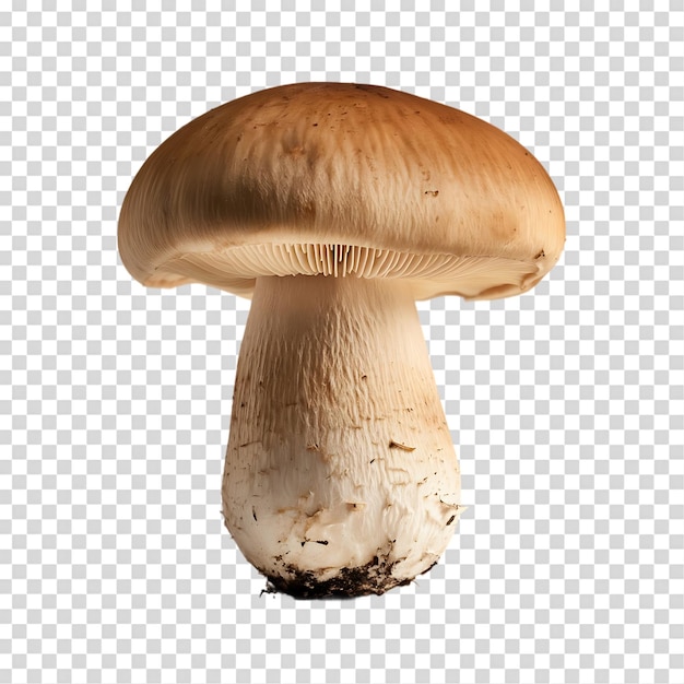 Un champignon brun isolé sur un fond transparent