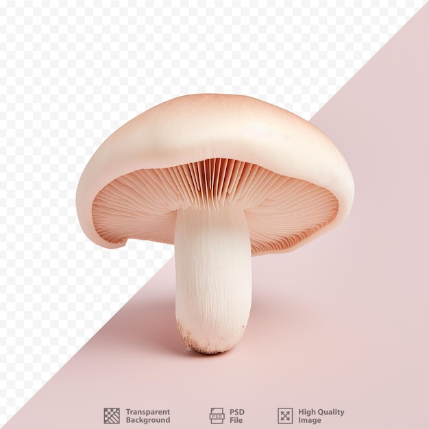 Un Champignon Est Représenté Sur Fond Rose Avec Les Mots « Champignon » En Bas.