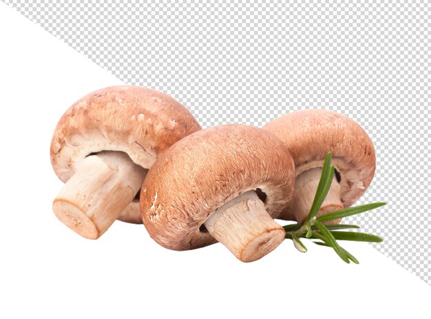 PSD champignon png