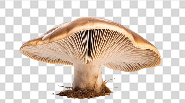 PSD le champignon png