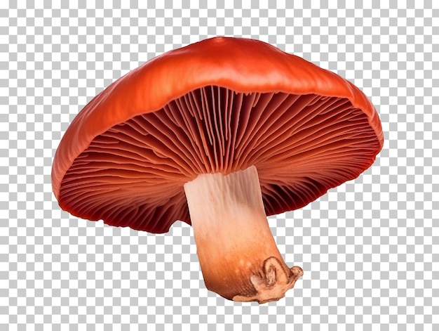 PSD champignon rouge isolé sur un fond transparent png psd