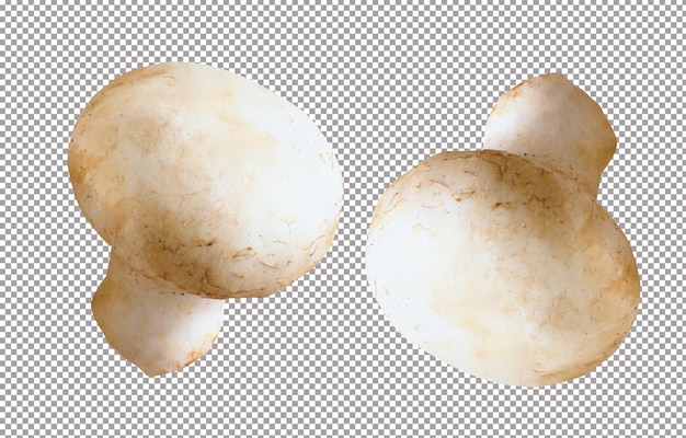 champignones aislados en blanco