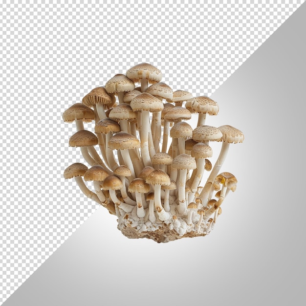 PSD des champignons sur fond blanc